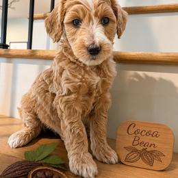 Girl 6 - Parti female Goldendoodle puppy in Placerville, California from New Dawn Poodles and Doodles