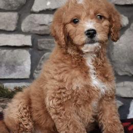 Double Doodles and Goldendoodles from Hometown Double Doodles