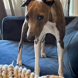 Pip - Italian Greyhound