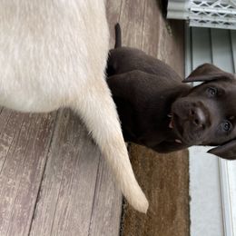 Dilute Retriever Puppies from South Shore Labradors