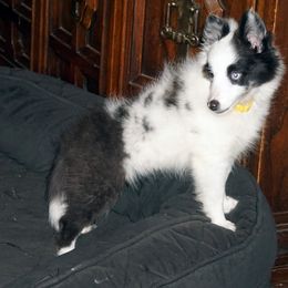 Rottweiler and Shetland Sheepdog Puppies from Mountain High Kennels