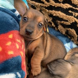 Dachshund Puppies from Hidden Haven Dachshunds