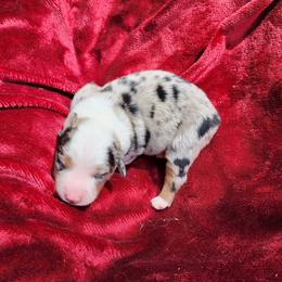 Luke Duke - Blue merle male Australian Shepherd puppy in Blairsville, Georgia from Georgia Peach Aussies