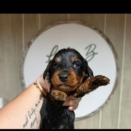 Banks - Black and tan male Dachshund puppy in Maidsville, West Virginia from L&B Lowriders