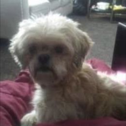 Annie - Shih Tzu