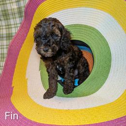 Fin - Black and tan male Cockapoo puppy in Sunset, Louisiana from Cano Cockapoos