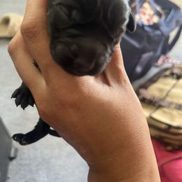 Blue - Black male Labrador Retriever puppy in Durango, Colorado from Burress Family Farm and Kennels