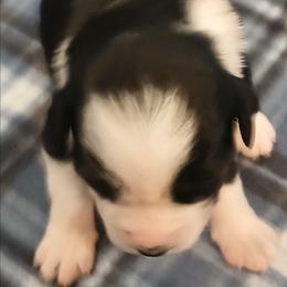 Girl 3 - Black tri-color female Australian Shepherd puppy in Charlotte, North Carolina from Tranquility Trail Aussies