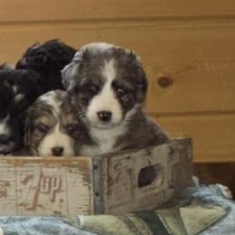 Rey - Blue merle female Bernedoodle puppy in Springfield, Missouri from Doodle Dandy Bernedoodles