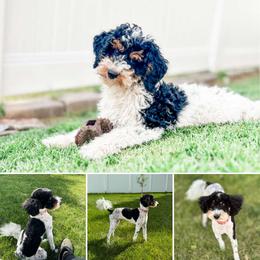 Poppy - Poodle