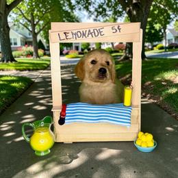 Gabe - Golden male Golden Retriever puppy in Salem, Virginia from Virginia Goldens