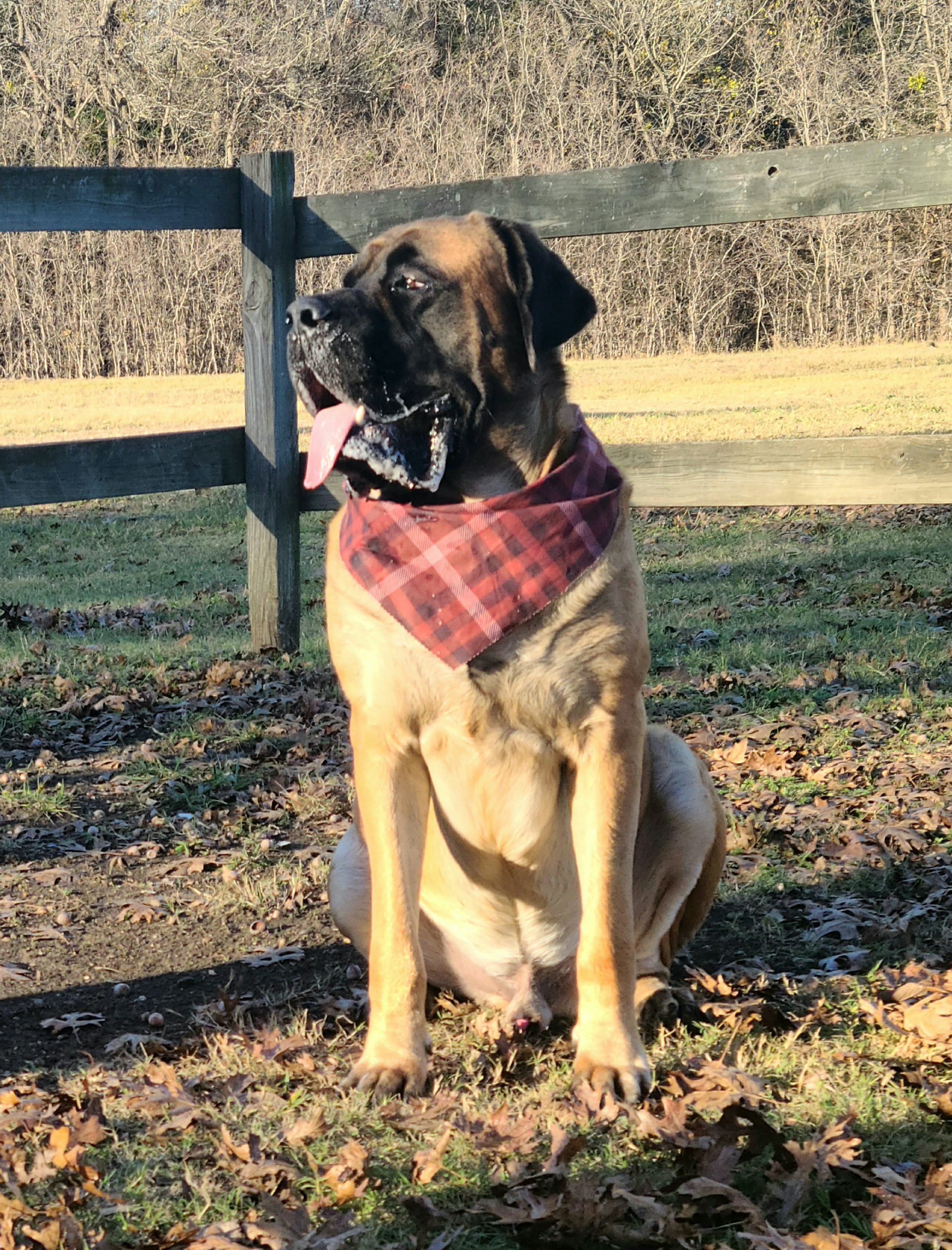 Dexter - Mastiff