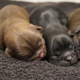 Shih Tzu Puppies from LiL SHiHTZ