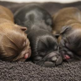 Shih Tzu Puppies from LiL SHiHTZ
