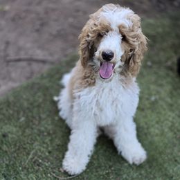 Boy 2 Dominic - Parti male Poodle puppy in Vancouver, Washington from Doo a Little Doodle