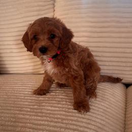 Rolliepollie (Rollie) - Cream female Goldendoodle puppy in Payson, Utah from Country Sky Doodles