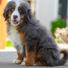Maui with Blue Eyes (socialization program grad) - Merle male Bernedoodle puppy in Dundee, Ohio from Down Home Doodle