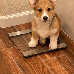 Pembroke Welsh Corgi Puppies from C.H. Pembroke Corgis