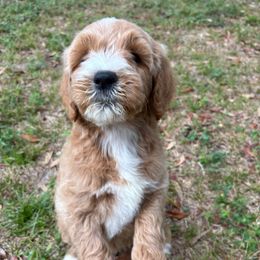 Cindy-Lou - Cream female Goldendoodle puppy in Brooksville, Florida from Abby’s Standard Goldendoodles