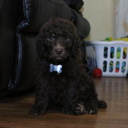 Poodle Puppies from RK'S Pets