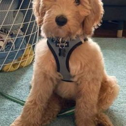 Goldendoodle Puppies from MELODIES Daytona doodles