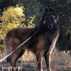 Lucky - Belgian Tervuren