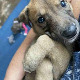 Greyhound Puppies from Trapple's Custom K-9's