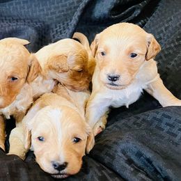 Goldendoodle Puppies from Dogwalk Doodles