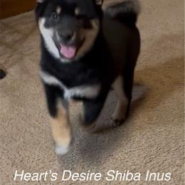 Reiji (Clever child) - Black and tan male Shiba Inu puppy in Derby, Kansas from Heart’s Desire Shiba Inus