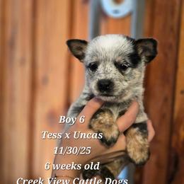 Boy 6 - Blue male Australian Cattle Dog puppy in Monroe, North Carolina from Creek View Cattle Dogs