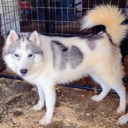 Creed - Siberian Husky