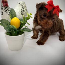 Kit Kat (Kitty) - Chocolate and tan female Yorkshire Terrier puppy in Hastings, Nebraska from Promise Land Pets