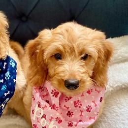 Goldendoodles from Doodles of NC