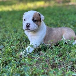 Curly - White male American Bulldog puppy in Pace, Florida from Genesis American Bulldogs