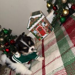 Shamrock - Tri-colored male Pomeranian puppy in Tucson, Arizona from Pomutopia