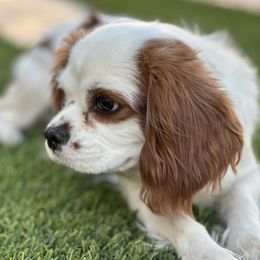 Powder - Cavalier King Charles Spaniel
