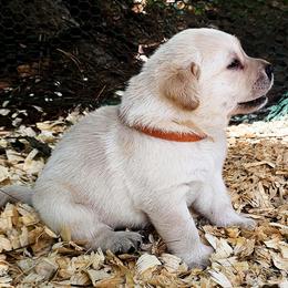 Mr. 6 - Yellow male Labrador Retriever puppy in Norwell, Massachusetts from Gabriel Ben-Yosef's Labs