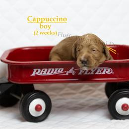 Cappuccino  YELLOW COLLAR  Boy 3500 - Red  male Goldendoodle puppy in Corona, California from Fluffy Puppy Mini Doodles LLC
