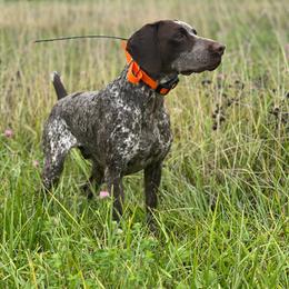 Korbel - German Shorthaired Pointer