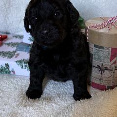 Double Doodle Puppies from Southern Sunshine Doodles