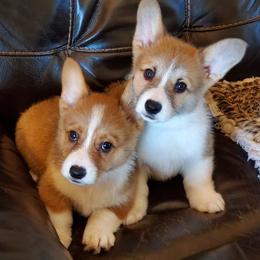Pembroke Welsh Corgis from Highbrow Corgis