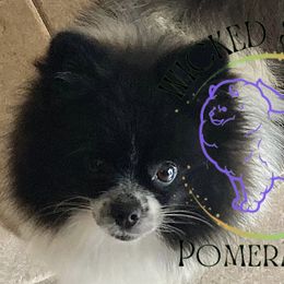 Ivie - Pomeranian