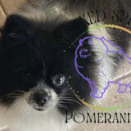 Ivie - Pomeranian