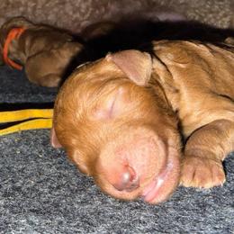 Yellow - Red  female Poodle puppy in Keedysville, Maryland from Sunshine Red Standard Poodles