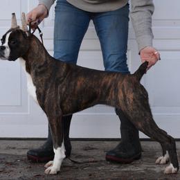 Malibu - Brindle female Boxer puppy in Forest City, Iowa from Mt Valley Boxers