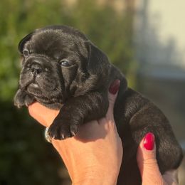 Fendi - Brindle female French Bulldog puppy in Renton, Washington from Laurel Canyon Kennels