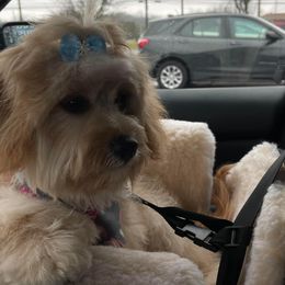Cavachon All Grown Up from Lindy’s Cavachons