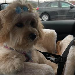 Cavachon All Grown Up from Lindy’s Cavachons