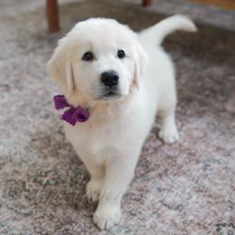 Miss Magenta - Light golden female Golden Retriever puppy in Bedford, Indiana from Indiana Goldens