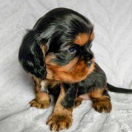 Cavalier King Charles Spaniel Puppies from Charleston Cavaliers